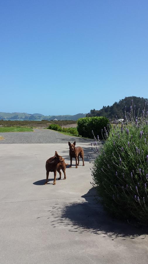 Abbey Court Motel Coromandel Exterior photo